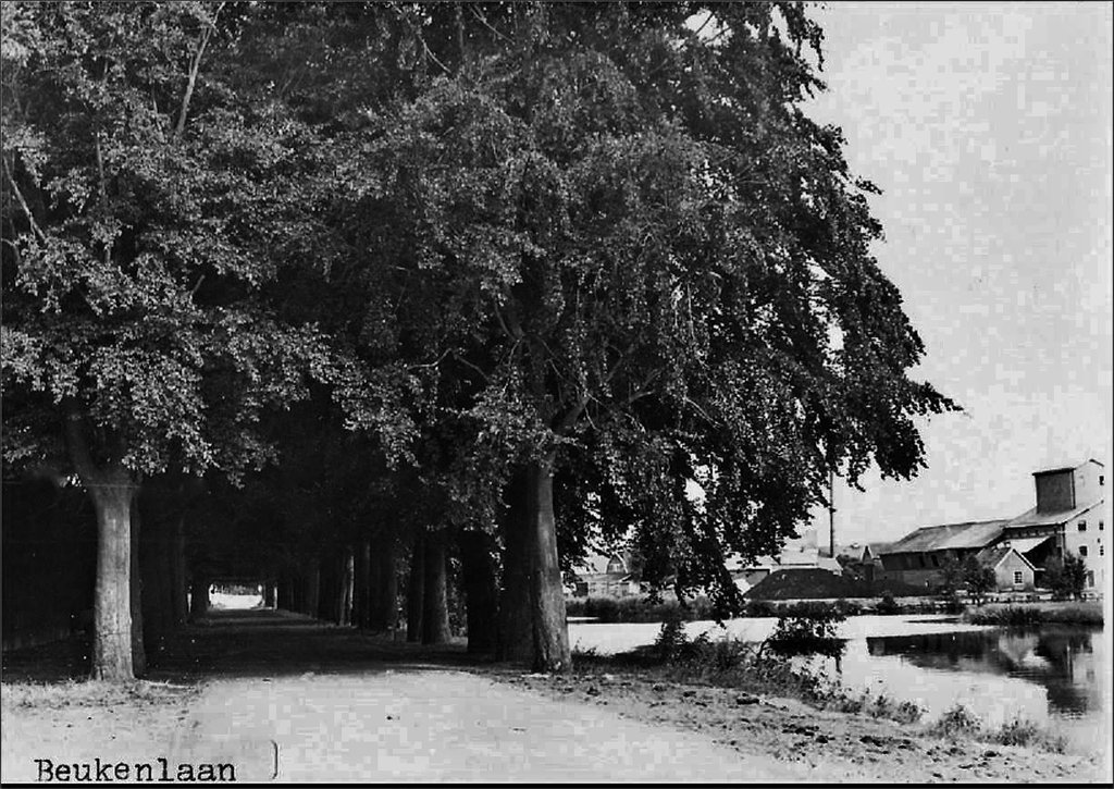 Beukenlaan — Coevorden