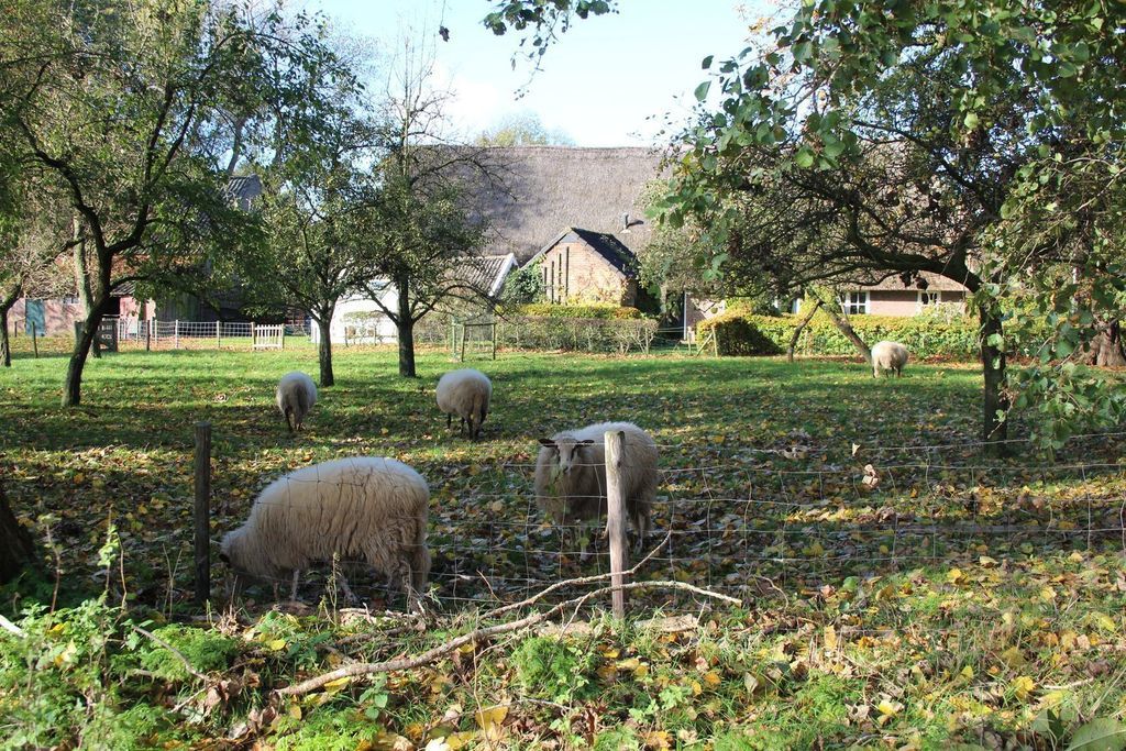 Middendorp — Schoonebeek