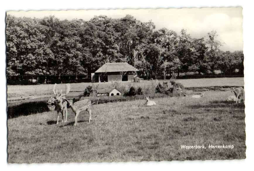 Hertenkamp — Westerbork