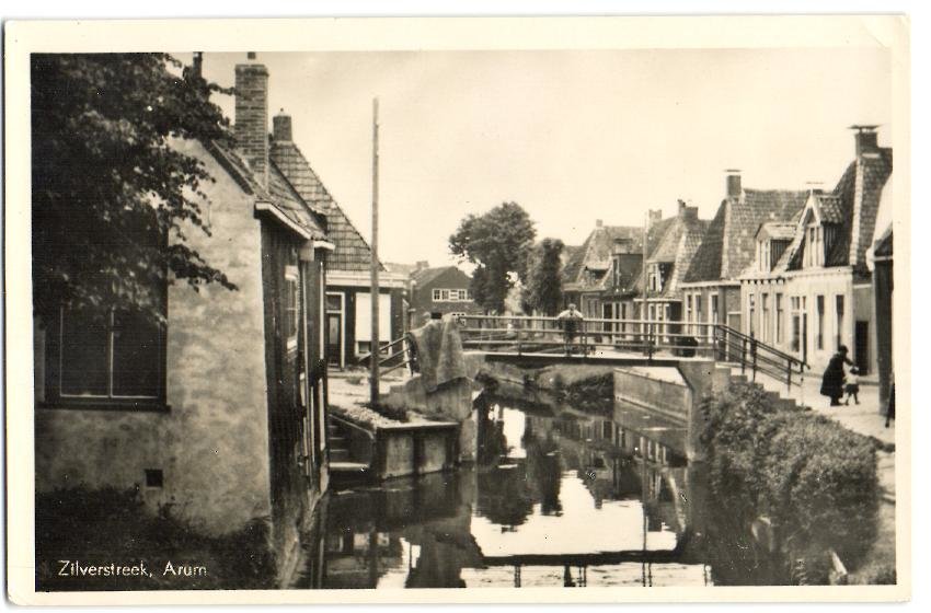 Zilverstreek — Arum