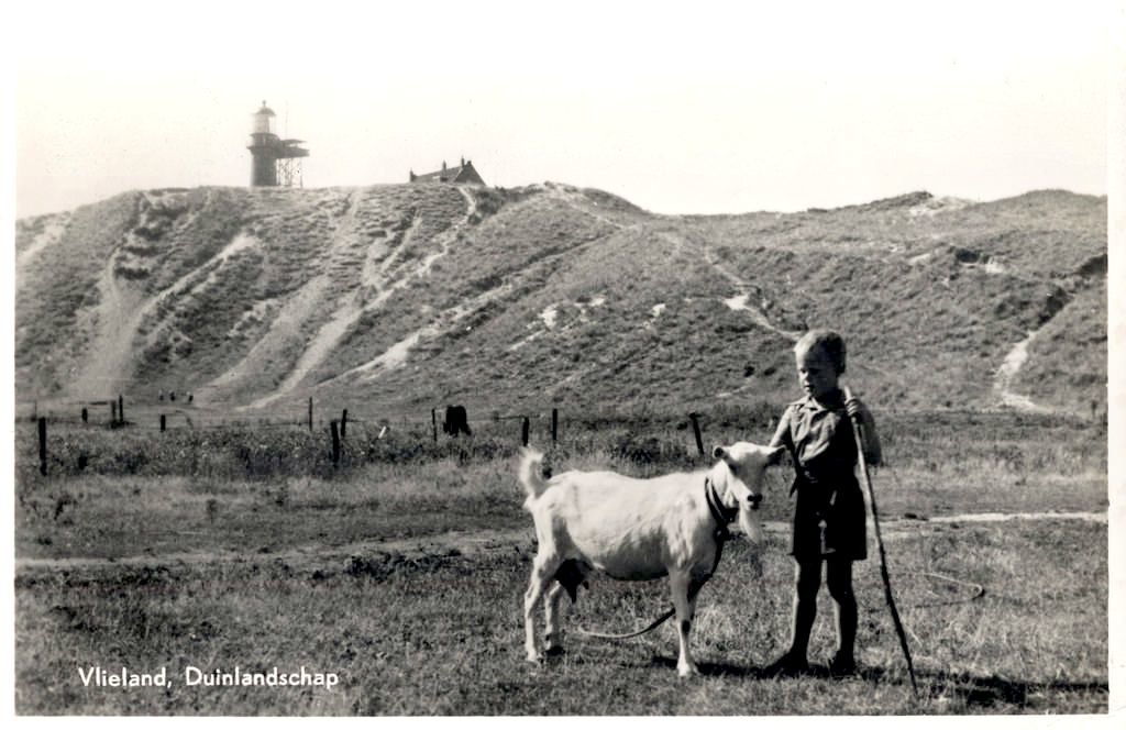 Duinen — Vlieland