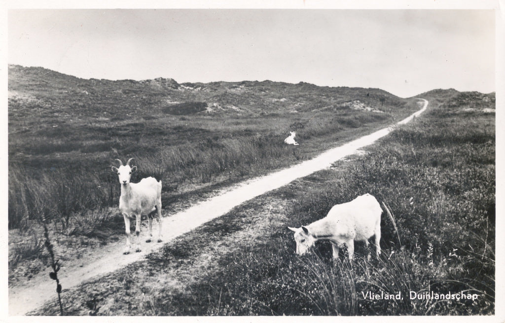 Duinen — Vlieland