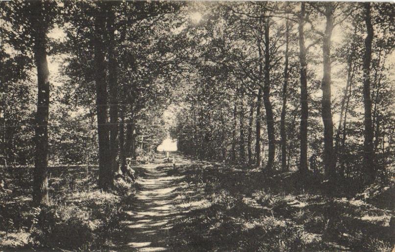 Laan bij Nieuw Beusink — Winterswijk