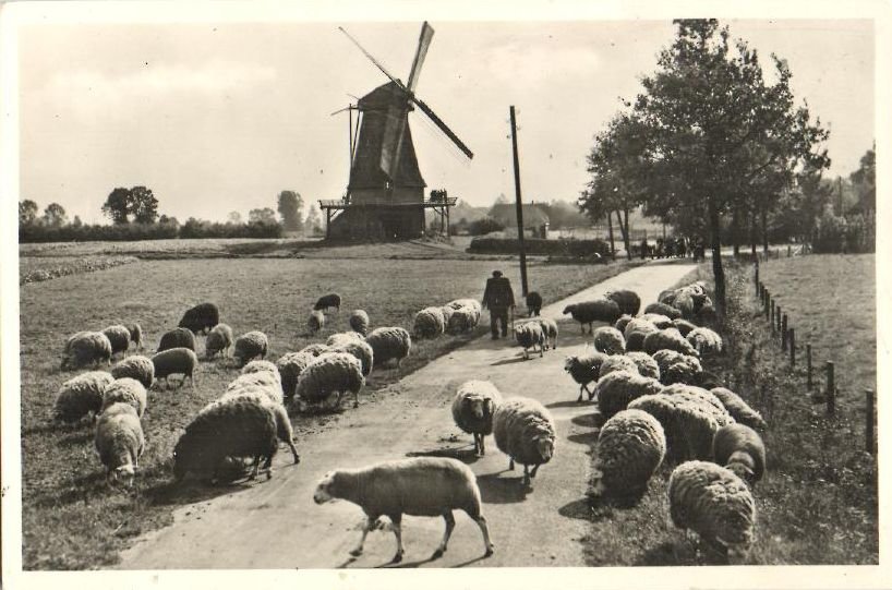 Molen Zwiep met schapen — Zwiep