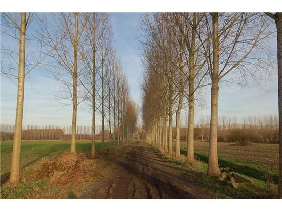 Broekkant — Schijndel