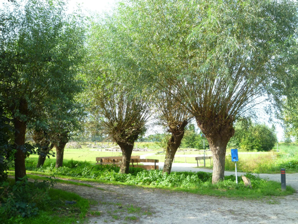 Baselaarshoef — Schijndel
