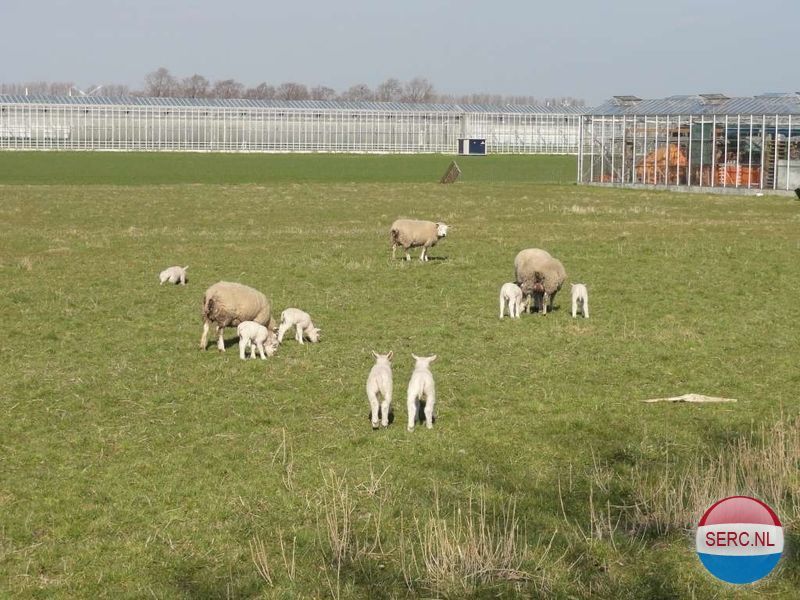 Kerkweg — Hensbroek