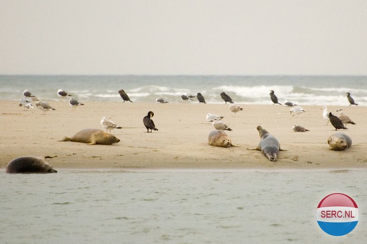 Vliewint — Petten