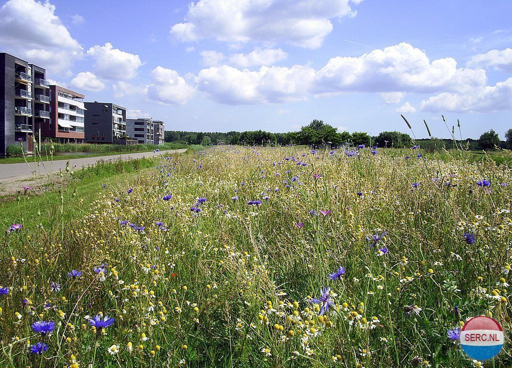 Dammersweg — Velserbroek