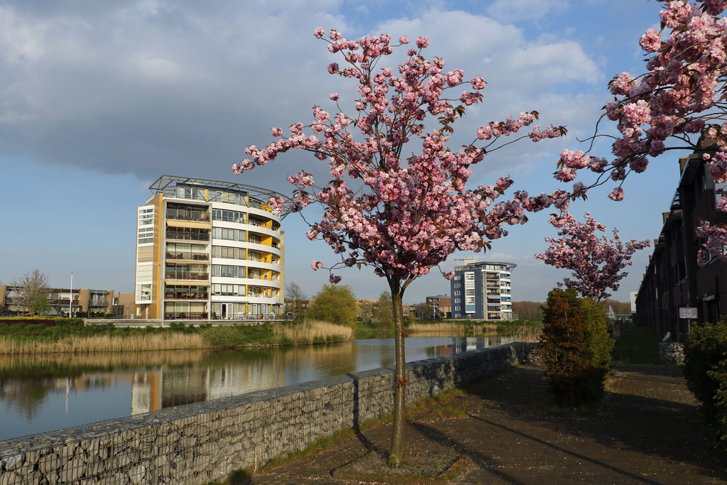 D. Marotstraat — Velserbroek