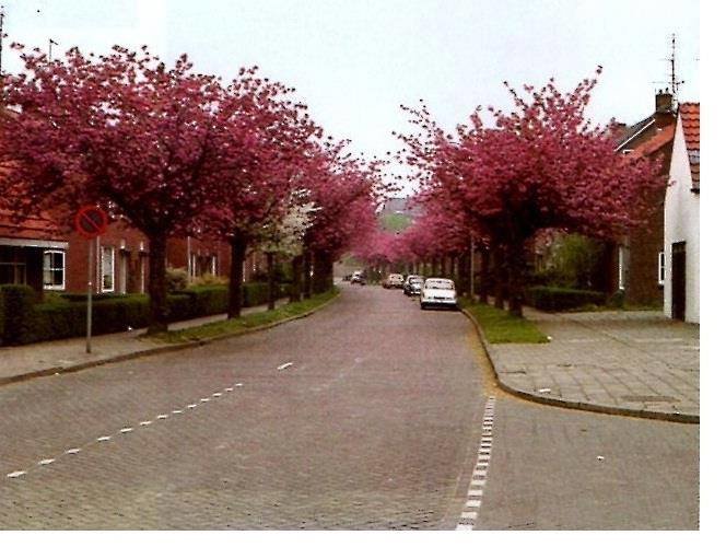 Bramerstraat — Hardenberg