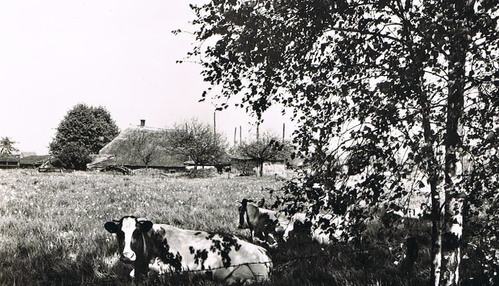 Ansichtkaart — Heino
