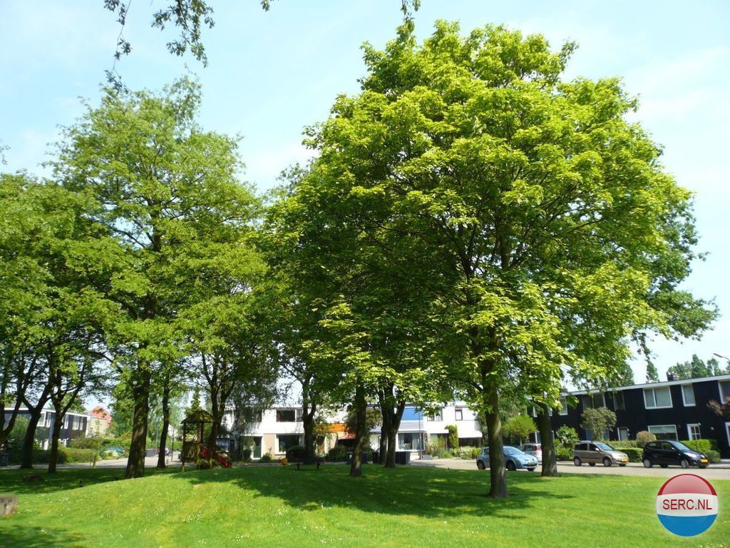 Drie Jofferengaarde — Odijk