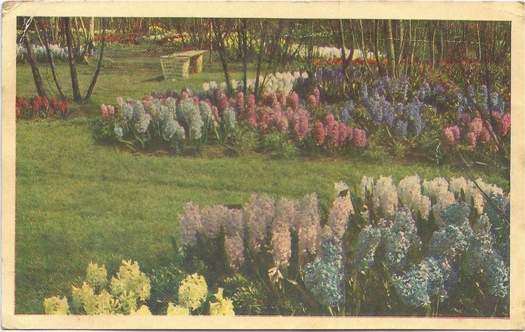 Keukenhof — Lisse